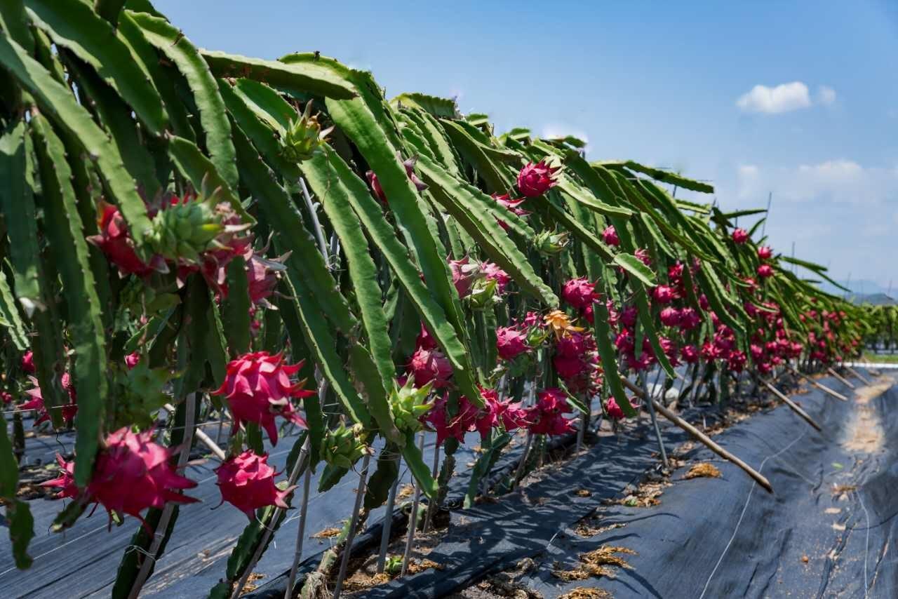 火龙果种植技巧之开花发黄掉落什么原因