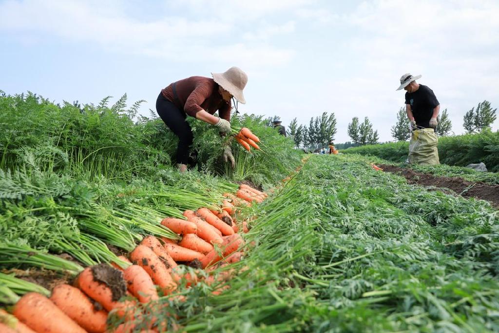 胡萝卜最佳种植时间和管理技术方法