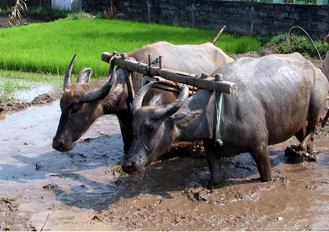 <strong>水牛饲养宝典，如何实现生态养殖与经济效益双丰收？</strong>