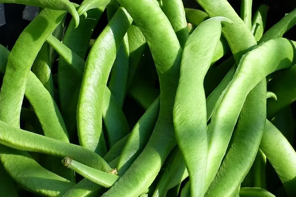 <strong>从田野到餐桌的芸豆，探索芸豆的多彩世界与健康价值！</strong>