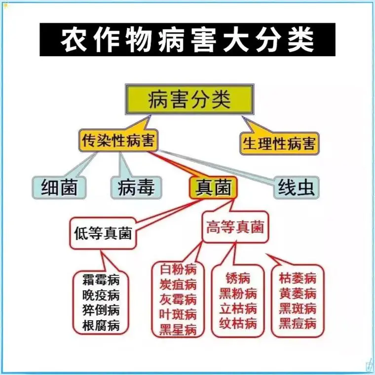 农作物病害防治，科技赋能现代农业的生命线