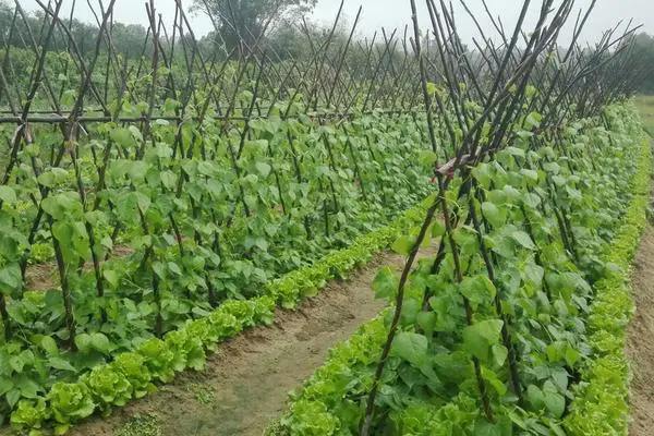 四季豆种植宝典：打造丰产秘诀，技术要点全掌握！