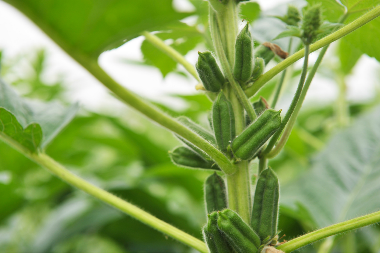 <strong>芝麻种植生长全纪录：探索一粒种子的蜕变，见证生命的绽放</strong>