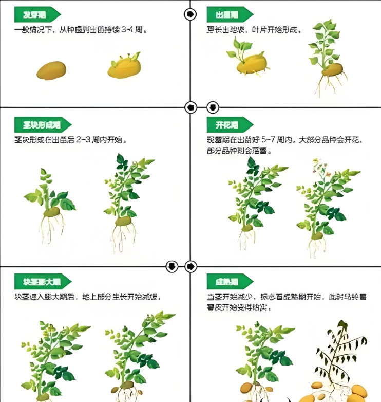 土豆种植秘籍-春种秋收，精准掌握黄金时间与技巧！