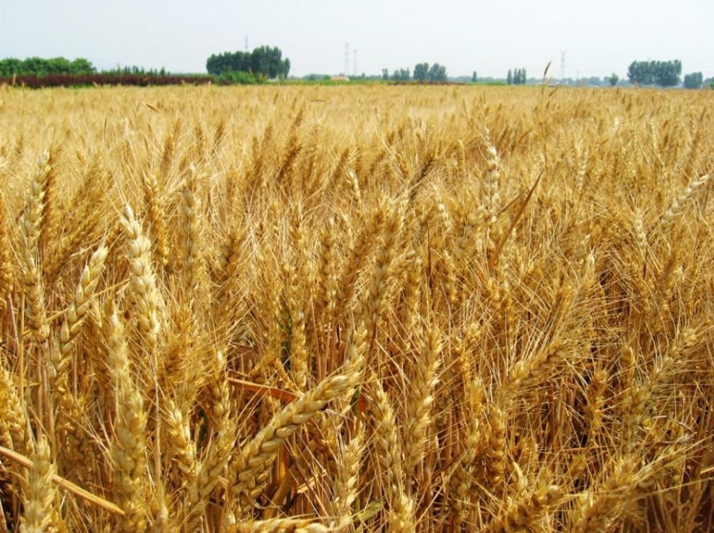 <b>麦田守望者，小麦成熟收割最佳时间，掌握关键技巧，提升产量</b>
