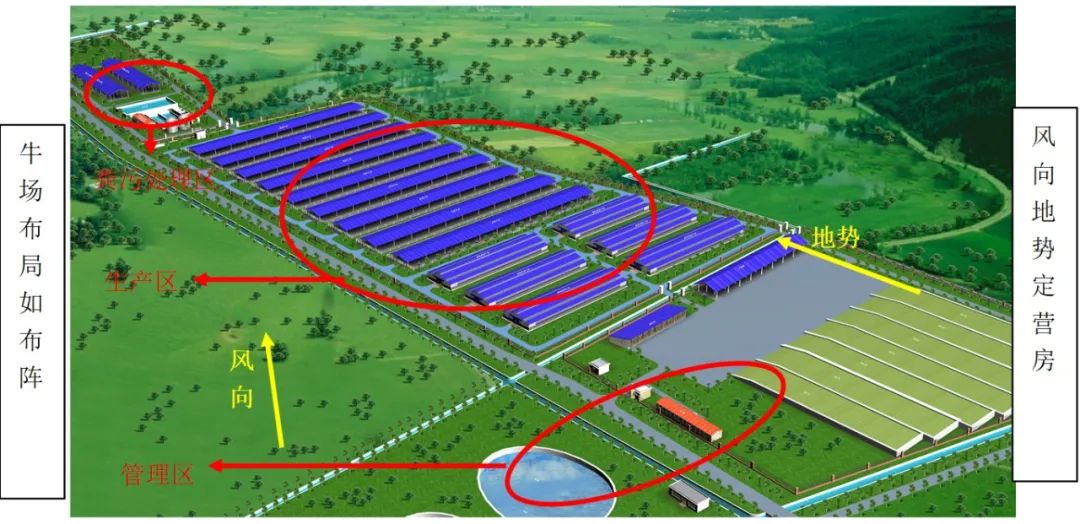 肉牛养殖：构建理想牛棚，实现规模化与生态化并行