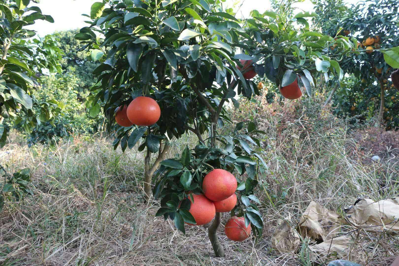 揭秘全球西柚最佳产地，品质与风味的巅峰之选