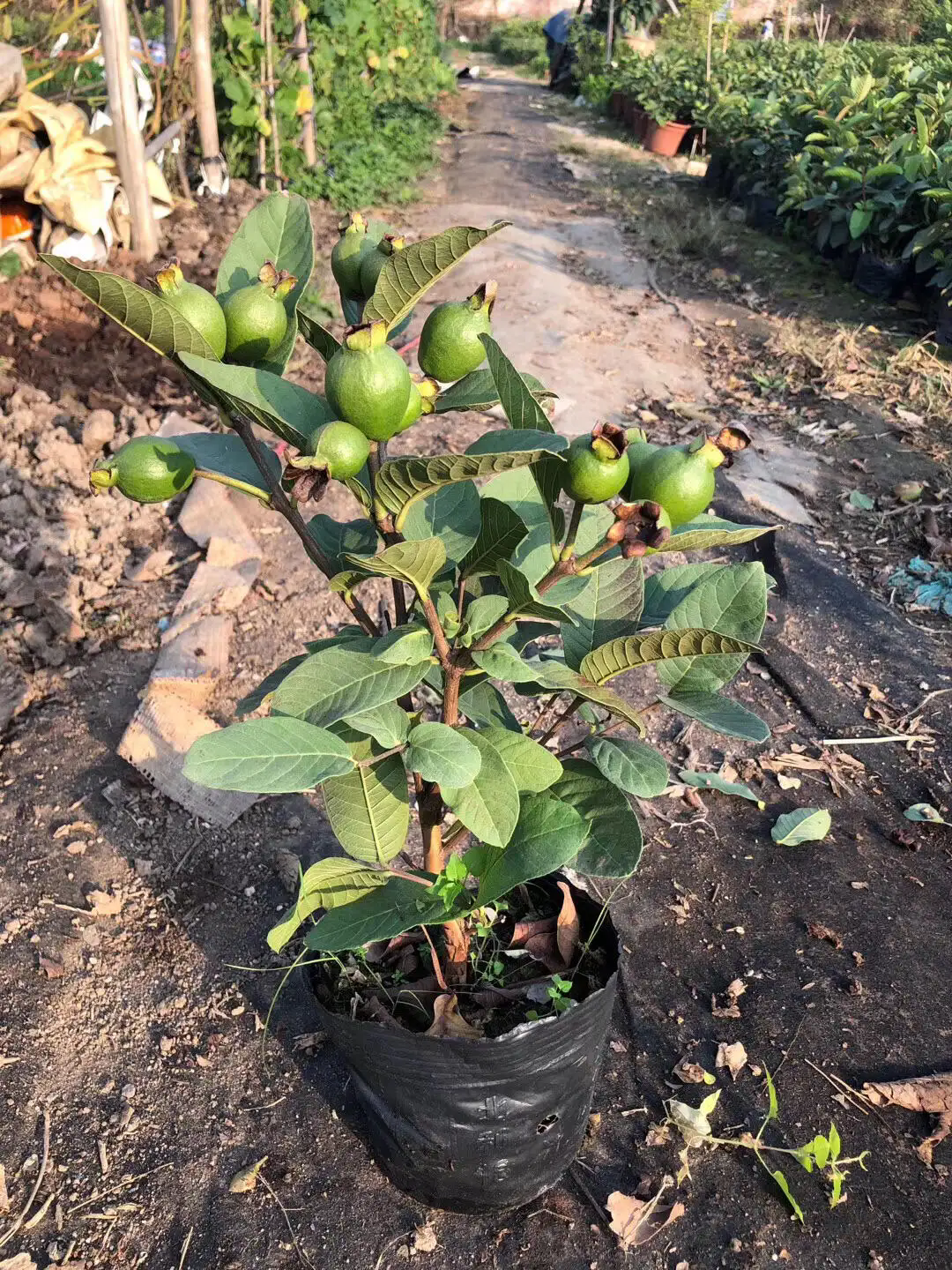 芭乐苗种植秘诀：精准掌控各阶段适宜温度，助力高产优质果实诞生