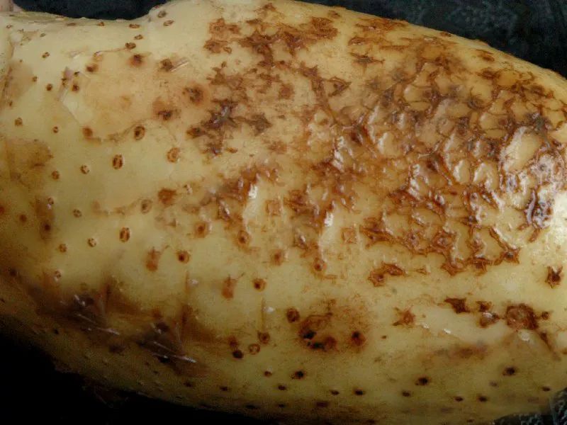 <b>土豆疮痂病症状识别图片，科学防治策略守护土豆的完美健康！</b>