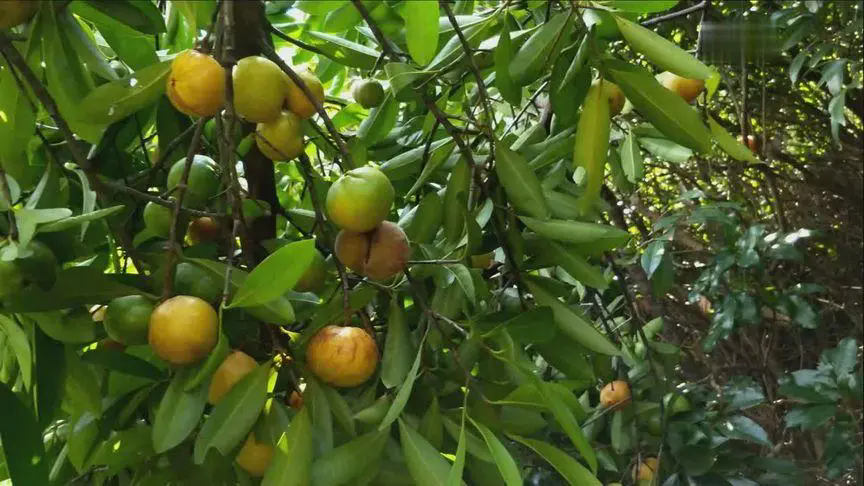 山竹树形态特征与山竹树图片大全，领略独特的山竹魅力！