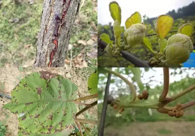 果树溃疡病症状识别，专家指导预防措施，重建果园健康！