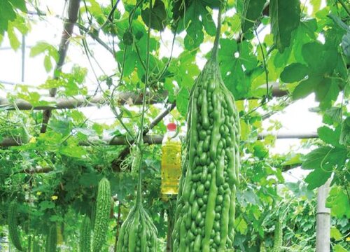 <strong>苦瓜原产地揭秘，从亚洲热带雨林到全球餐桌，解码饮食文化地</strong>