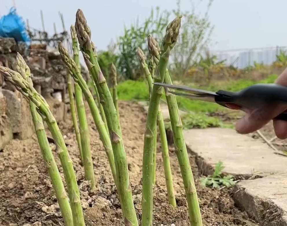 <strong>芦笋种植全攻略：掌握时间与方法技巧，收获营养与财富的双重</strong>