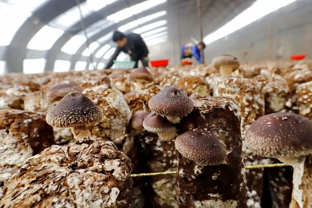 食用菌种植技术要点大公开，从选种到收获，创造高产与品质的双赢！