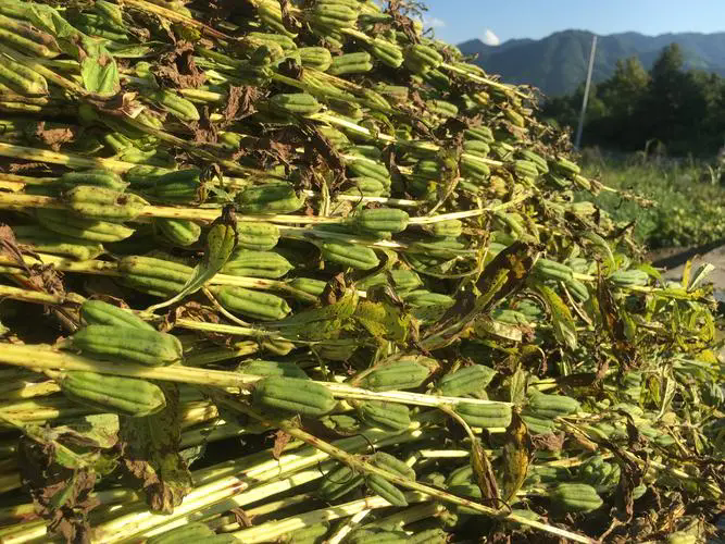 芝麻收割手工与机械的双重奏：从植株干燥到脱粒收集，确保每一粒芝麻完美收