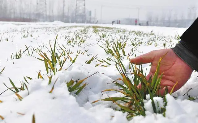 <b>小麦冬天抗寒手册-揭秘小麦如何抵抗严寒，在冬季冰雪中茁壮成长！</b>