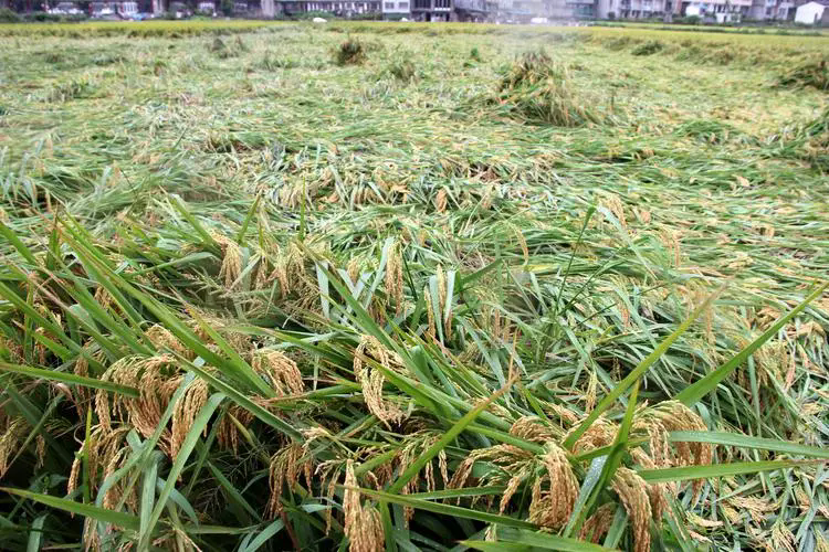 水稻强身术-抗倒伏宝典：合理密植与科学施肥，守护每一寸稻田的丰收梦想！