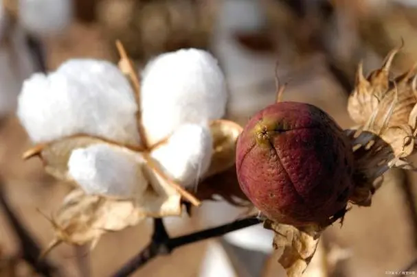 <b>棉花的真实身份不止是花，更是果实，探索其从种子到纤维的奇妙旅程</b>