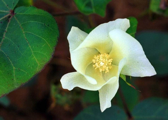 棉花的真实身份不止是花，更是果实，探索其从种子到纤维的奇妙旅程