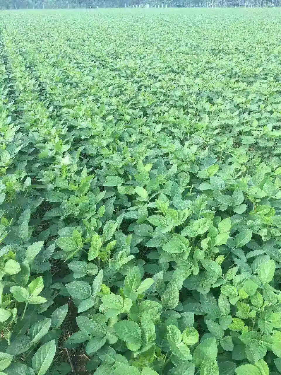 黑豆种植时间表：探索黑豆种植的播种良机，迎接秋天的丰厚回报！