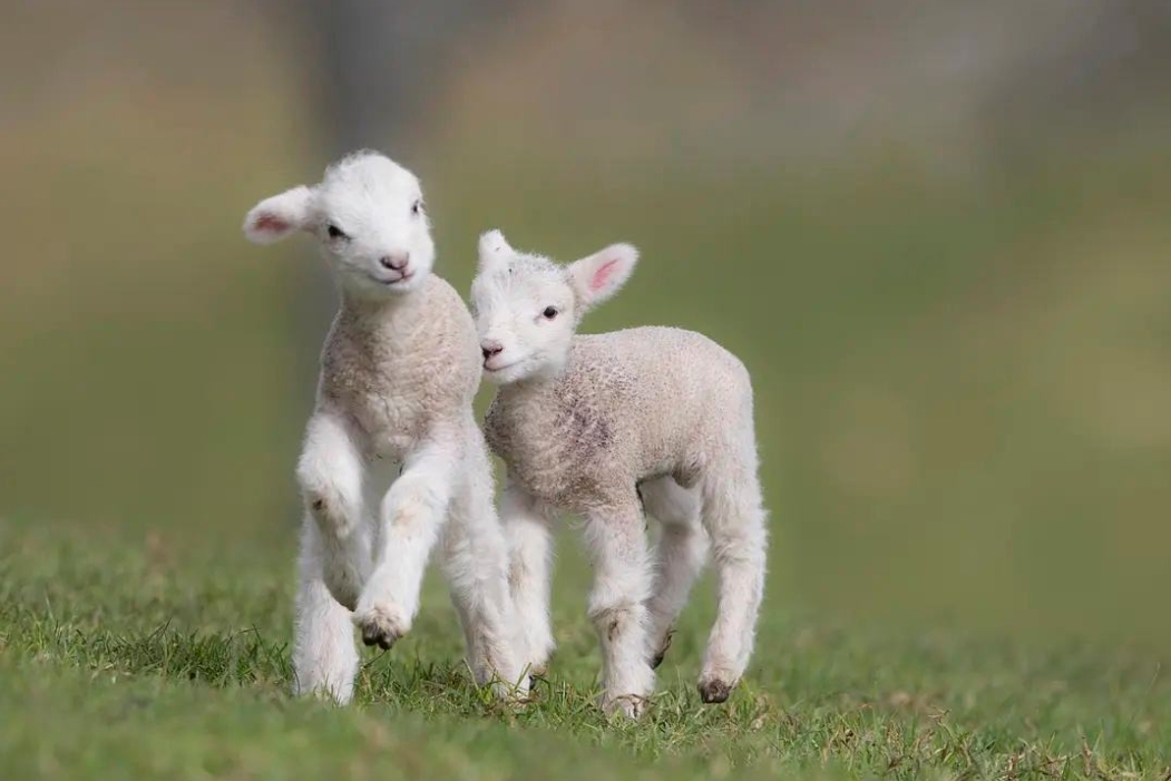 <b>养羊必备技能：羊羔接生方法与注意事项，确保母羊与幼崽的健康安全</b>