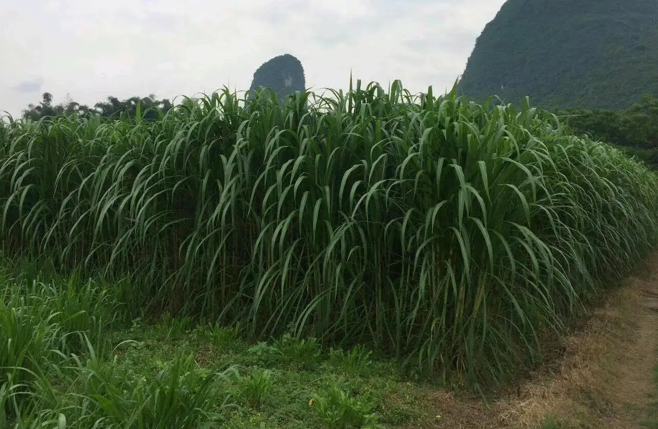 养牛牧草饲料优化指南：科学处理方法，确保牛群健康与效益