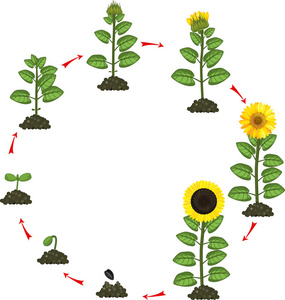 向日葵种子的种植生长旅程：春季播种到夏季绽放，记录每一步养护与管理要点