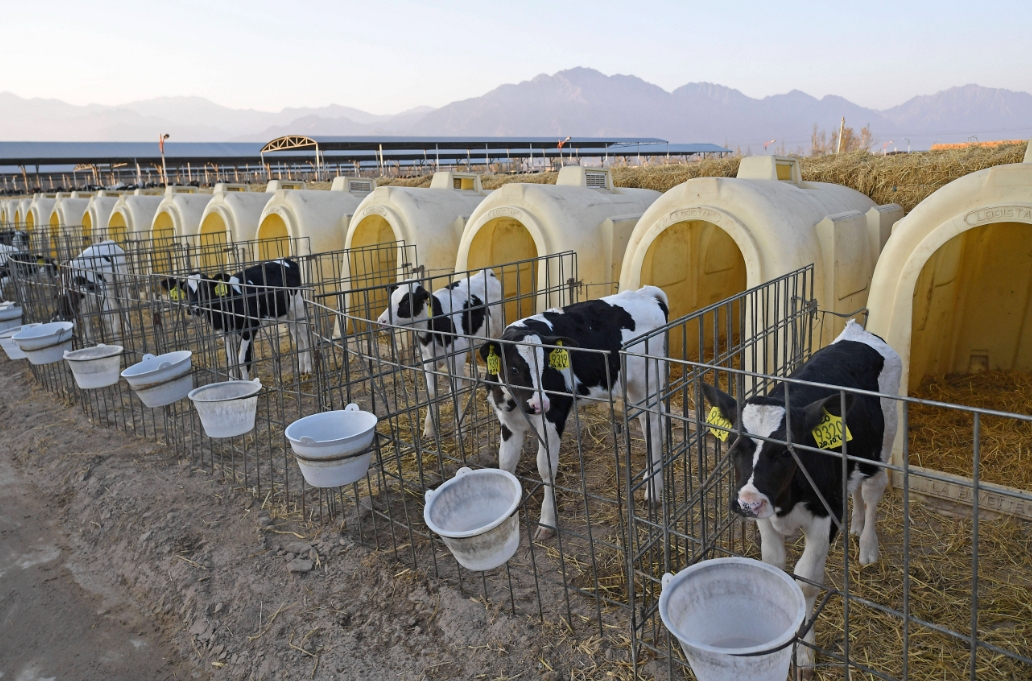 牛犊喂养技术，从初乳到断奶，揭秘科学喂养与健康管理指南