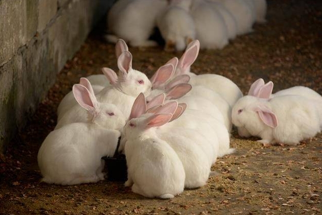 <b>肉兔养殖育肥艺术：从品种选择到批量出栏，掌握每一步的要素与养殖技巧</b>