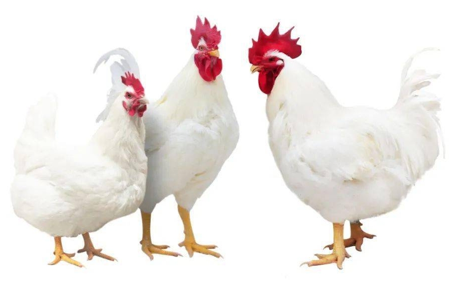 <b>中国白羽肉鸡养殖方法：从养殖环境到出栏管理，高效方法与注意事项全揭秘</b>
