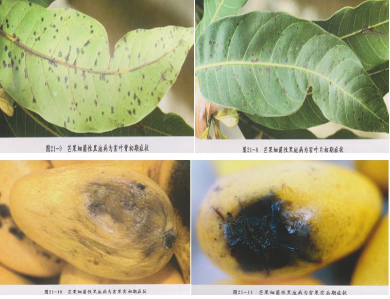 水果细菌性角斑病：识别症状，精准高效治疗守护果园健康