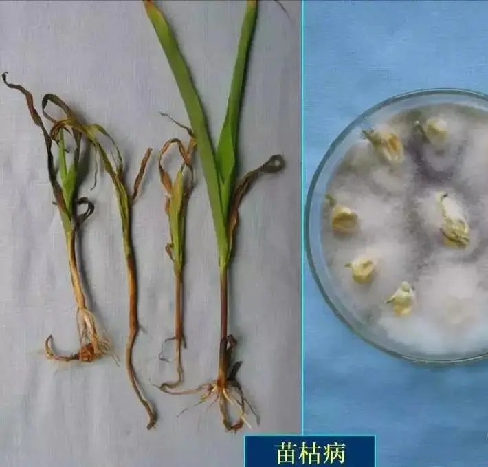 玉米青枯病症状图片：从叶尖黄化到整株枯萎，掌握治疗方法确保玉米健康生长