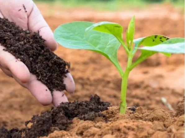<b>有机质肥料全解析：从动物粪便微生物到农作物秸秆，多元化补充土壤养分</b>
