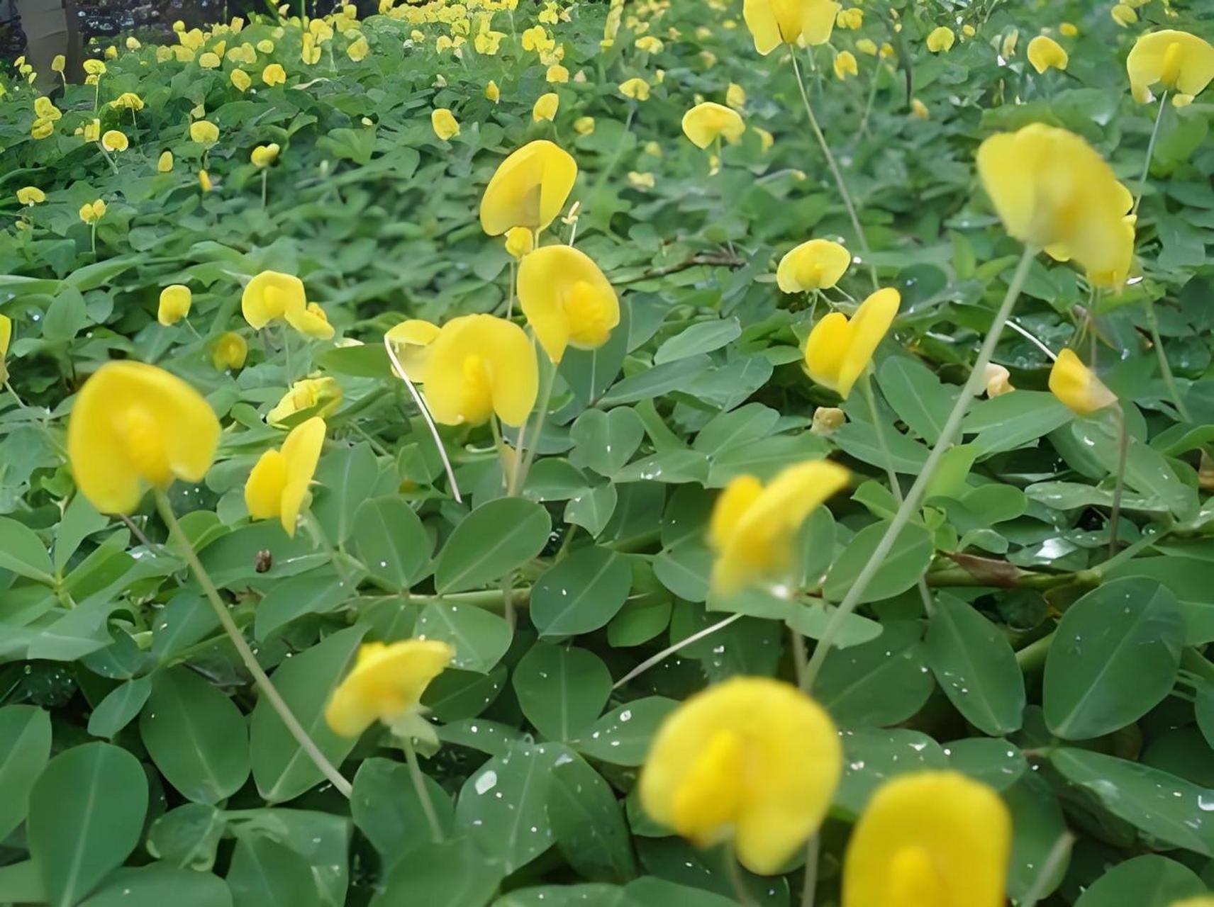 花生为何上开花下结果？从花粉传播到地下果实发育，探索其生长奥秘