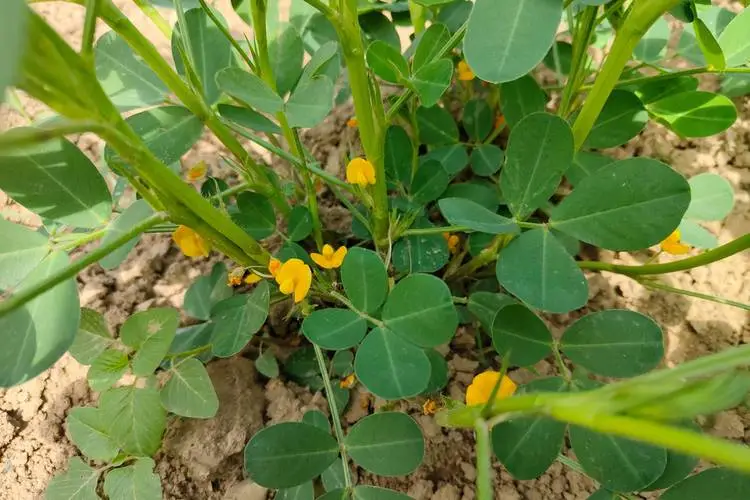 花生为何上开花下结果？从花粉传播到地下果实发育，探索其生长奥秘