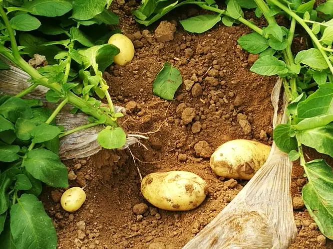 土豆是植物的根还是茎？科学解析土豆地下茎块的真面目