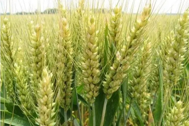 <b>小麦为何叫小麦？小麦与大麦的命名逻辑及植物学区别对比</b>