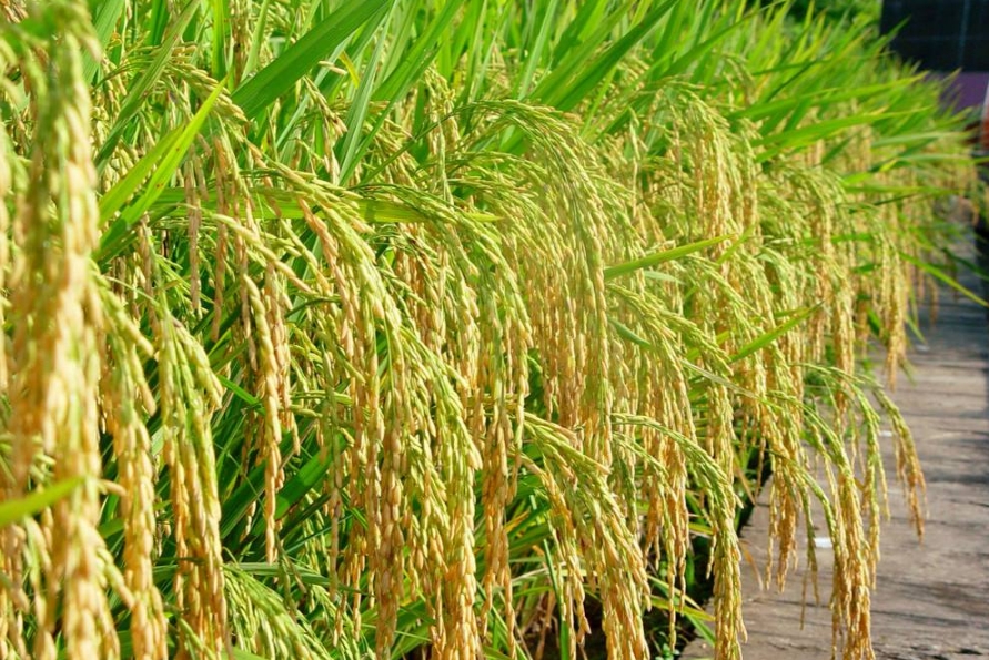 <b>水稻病害大全高清图片展示与防治措施，科学管理守护稻田健康</b>