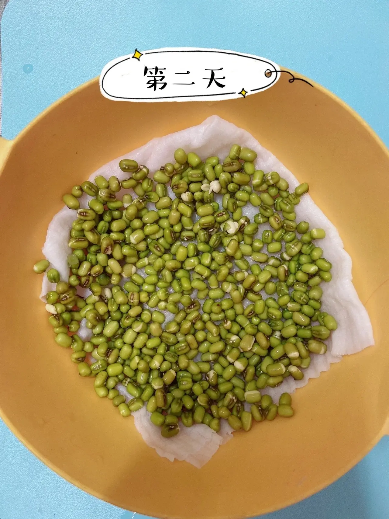 绿豆芽怎么发豆芽的步骤全程指南，享受自家轻松培育新鲜豆芽