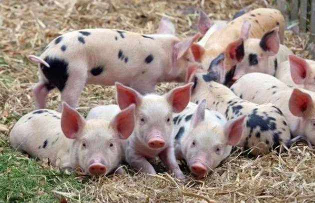 <b>夏季养猪注意事项有哪些？常见问题与应对措施全解</b>