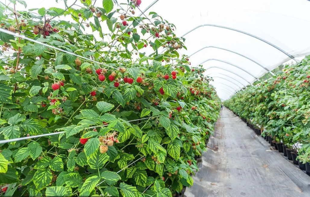 覆盆子种植技术与管理方法-掌握高效种植与管理的关键技巧