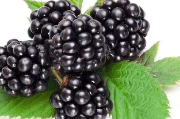<b>黑莓怎么吃营养效果最佳，N种营养吃法发挥其最大营养价值</b>
