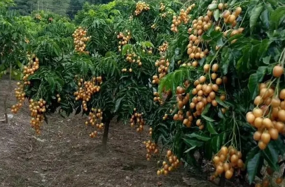 <b>黄皮果树最佳施肥方法，打造高产优质的施肥黄金法则助力丰收季</b>