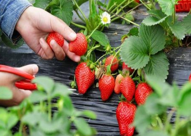 <b>草莓种植新手必看，掌握最佳时机，畅享丰收满满甜蜜喜悦</b>