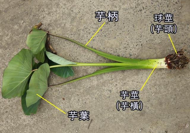 芋头属于根还是茎类蔬菜？专家告诉其实它是变态器官类蔬菜！