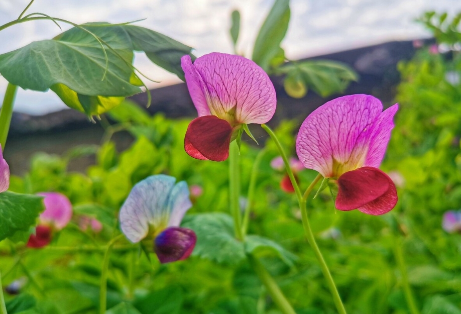 豌豆花是什么颜色？春日里的紫色精灵如春日梦幻