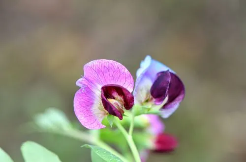 豌豆花是什么颜色？春日里的紫色精灵如春日梦幻