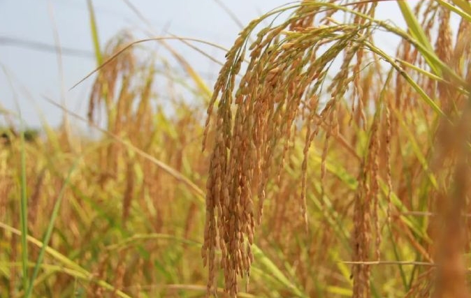 精准灭杀水稻钻心虫，生物与化学农药并驱守护粮食安全新利器