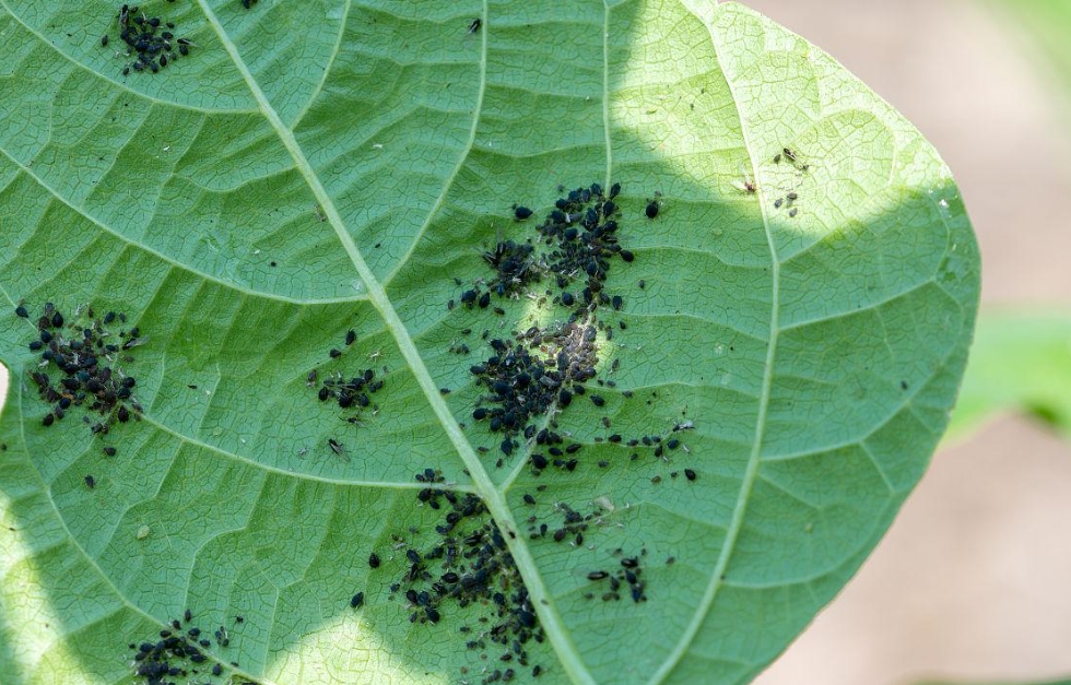 迎接黑豆种植产业面临的病虫害大考验，高效安全守护黑土地上的绿色希望！