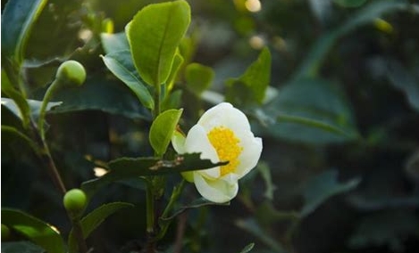 茶花-茶之名，花之美一花两世界：茶香与花韵的完美融合！